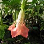 Brugmansia 'Alex'
