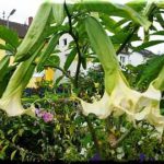 Brugmansia 'Alexanderhauser Sonnenaufgang'