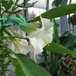 Brugmansia 'Alice’s Stellata'