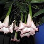 Brugmansia 'Alicia'