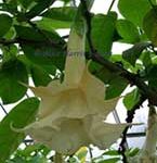 Brugmansia 'Allaquippa'