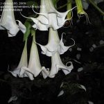 Brugmansia 'Alphonse Mucha'