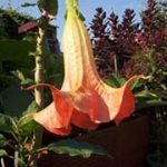 Brugmansia 'Alyce’s Charm'