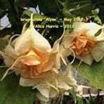 Brugmansia 'Alyse'