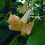 Brugmansia 'Amarillo Paja'