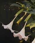 Brugmansia 'Amasanga'