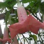 Brugmansia 'Amazing Grace'