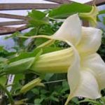 Brugmansia 'Amazon'