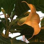 Brugmansia 'Ambassador'