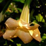 Brugmansia 'Amber Glow'