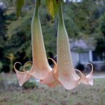 Brugmansia 'Amber Rose'