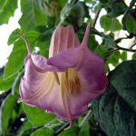 Brugmansia 'Amethyst'