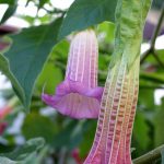Brugmansia 'Amethyst 2010'