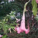 Brugmansia 'Amorie'