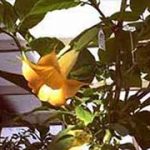 Brugmansia 'Amorin'