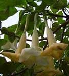 Brugmansia 'Analyn'
