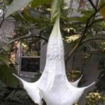 Brugmansia 'Andean Princess'