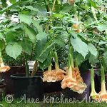 Angels-Flight-Variegated