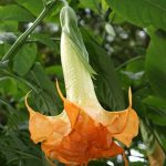Angels Mandarin