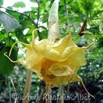 Angels Oriental Flame