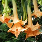 Angels Tangerine Dream