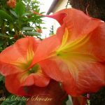 Aube Sanguine