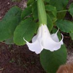 Aurea White
