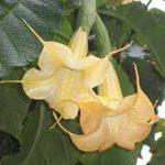 Aurea Yellow Wildform