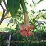 BQ Rose Citron