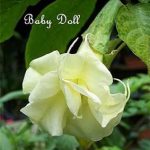 Baby Doll
