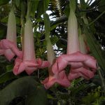 Balao