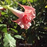 Berg Rosé
