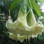 Bergprinzessin