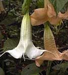 Brugmansia 'Big'