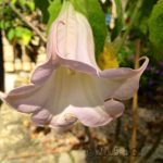 Bluebell