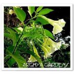 Brazilian White