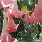 Bruce's Pink