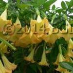 Brugmansia 'Burnt Gold'