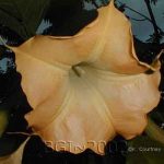 Butterscotch