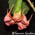 Brugmansia 'Canadian Sunset'