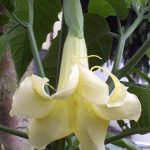 Canarybird