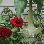 Brugmansia 'Candida Double White'