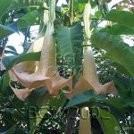 Brugmansia 'Candida Peach'