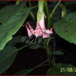 Brugmansia 'Candy Cane'