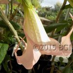 Brugmansia 'Candyfloss'