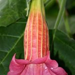 Brugmansia 'Caribbean Night'