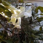 Brugmansia 'Carissa'