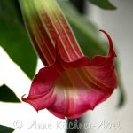 Brugmansia 'Cerise Flush'