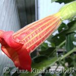 Coral Flame