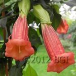 Cordata Red